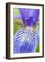 Close-Up of Siberian Iris (Iris Sibirica) Petal, Eastern Slovakia, Europe, June 2009-Wothe-Framed Photographic Print