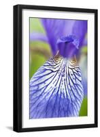 Close-Up of Siberian Iris (Iris Sibirica) Petal, Eastern Slovakia, Europe, June 2009-Wothe-Framed Photographic Print