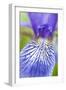 Close-Up of Siberian Iris (Iris Sibirica) Petal, Eastern Slovakia, Europe, June 2009-Wothe-Framed Photographic Print