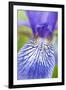 Close-Up of Siberian Iris (Iris Sibirica) Petal, Eastern Slovakia, Europe, June 2009-Wothe-Framed Photographic Print