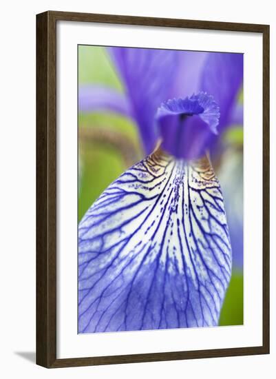 Close-Up of Siberian Iris (Iris Sibirica) Petal, Eastern Slovakia, Europe, June 2009-Wothe-Framed Photographic Print