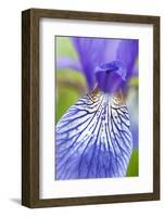 Close-Up of Siberian Iris (Iris Sibirica) Petal, Eastern Slovakia, Europe, June 2009-Wothe-Framed Photographic Print