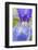 Close-Up of Siberian Iris (Iris Sibirica) Petal, Eastern Slovakia, Europe, June 2009-Wothe-Framed Photographic Print