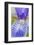 Close-Up of Siberian Iris (Iris Sibirica) Petal, Eastern Slovakia, Europe, June 2009-Wothe-Framed Photographic Print