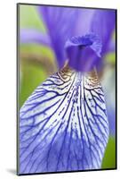 Close-Up of Siberian Iris (Iris Sibirica) Petal, Eastern Slovakia, Europe, June 2009-Wothe-Mounted Photographic Print