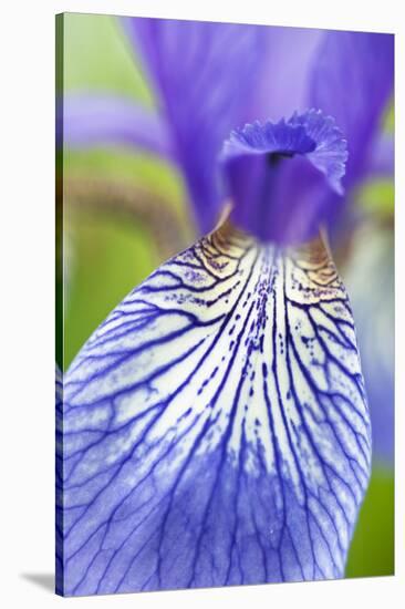 Close-Up of Siberian Iris (Iris Sibirica) Petal, Eastern Slovakia, Europe, June 2009-Wothe-Stretched Canvas
