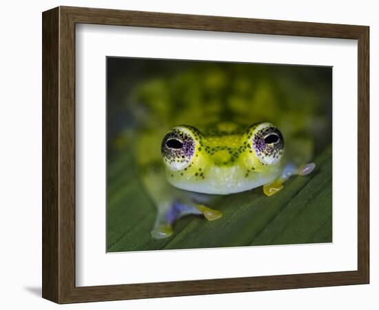 Close-up of single glass frog, Sarapiqui, Costa Rica-Panoramic Images-Framed Photographic Print