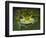 Close-up of single glass frog, Sarapiqui, Costa Rica-Panoramic Images-Framed Photographic Print