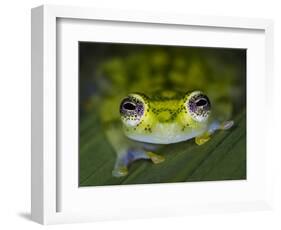 Close-up of single glass frog, Sarapiqui, Costa Rica-Panoramic Images-Framed Photographic Print