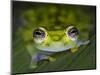 Close-up of single glass frog, Sarapiqui, Costa Rica-Panoramic Images-Mounted Photographic Print