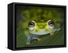 Close-up of single glass frog, Sarapiqui, Costa Rica-Panoramic Images-Framed Stretched Canvas
