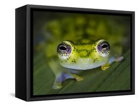 Close-up of single glass frog, Sarapiqui, Costa Rica-Panoramic Images-Framed Stretched Canvas