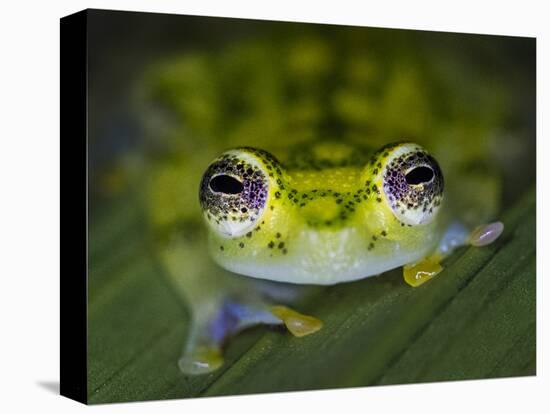 Close-up of single glass frog, Sarapiqui, Costa Rica-Panoramic Images-Stretched Canvas