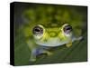 Close-up of single glass frog, Sarapiqui, Costa Rica-Panoramic Images-Stretched Canvas