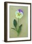 Close Up of Single Mauve and Cream Flower with Stem and Leaves of Pansy or Viola Tricolor Lying-Den Reader-Framed Photographic Print