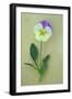 Close Up of Single Mauve and Cream Flower with Stem and Leaves of Pansy or Viola Tricolor Lying-Den Reader-Framed Photographic Print