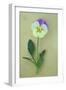 Close Up of Single Mauve and Cream Flower with Stem and Leaves of Pansy or Viola Tricolor Lying-Den Reader-Framed Photographic Print