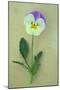 Close Up of Single Mauve and Cream Flower with Stem and Leaves of Pansy or Viola Tricolor Lying-Den Reader-Mounted Photographic Print