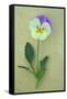 Close Up of Single Mauve and Cream Flower with Stem and Leaves of Pansy or Viola Tricolor Lying-Den Reader-Framed Stretched Canvas
