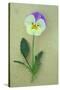 Close Up of Single Mauve and Cream Flower with Stem and Leaves of Pansy or Viola Tricolor Lying-Den Reader-Stretched Canvas