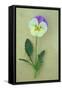 Close Up of Single Mauve and Cream Flower with Stem and Leaves of Pansy or Viola Tricolor Lying-Den Reader-Framed Stretched Canvas