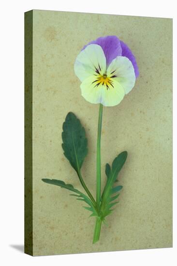 Close Up of Single Mauve and Cream Flower with Stem and Leaves of Pansy or Viola Tricolor Lying-Den Reader-Stretched Canvas