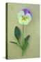 Close Up of Single Mauve and Cream Flower with Stem and Leaves of Pansy or Viola Tricolor Lying-Den Reader-Stretched Canvas