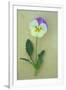 Close Up of Single Mauve and Cream Flower with Stem and Leaves of Pansy or Viola Tricolor Lying-Den Reader-Framed Photographic Print