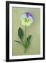 Close Up of Single Mauve and Cream Flower with Stem and Leaves of Pansy or Viola Tricolor Lying-Den Reader-Framed Photographic Print