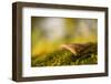 Close-up of single mushroom, moss in foregroung-Paivi Vikstrom-Framed Photographic Print