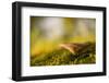 Close-up of single mushroom, moss in foregroung-Paivi Vikstrom-Framed Photographic Print