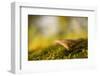 Close-up of single mushroom, moss in foregroung-Paivi Vikstrom-Framed Photographic Print