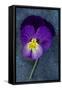 Close Up of Single Purple Mauve and Yellow Flower of Pansy or Viola Tricolor Lying-Den Reader-Framed Stretched Canvas