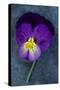 Close Up of Single Purple Mauve and Yellow Flower of Pansy or Viola Tricolor Lying-Den Reader-Stretched Canvas