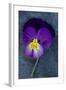 Close Up of Single Purple Mauve and Yellow Flower of Pansy or Viola Tricolor Lying-Den Reader-Framed Photographic Print