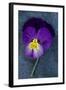 Close Up of Single Purple Mauve and Yellow Flower of Pansy or Viola Tricolor Lying-Den Reader-Framed Photographic Print