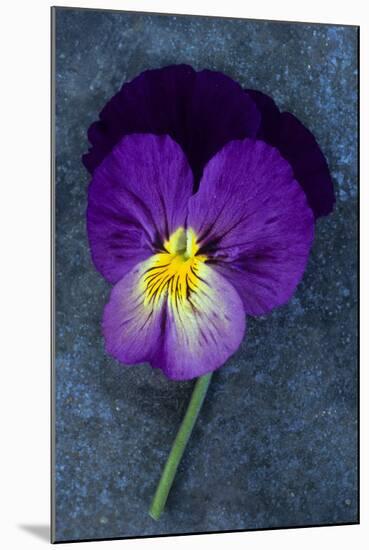 Close Up of Single Purple Mauve and Yellow Flower of Pansy or Viola Tricolor Lying-Den Reader-Mounted Photographic Print