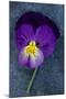 Close Up of Single Purple Mauve and Yellow Flower of Pansy or Viola Tricolor Lying-Den Reader-Mounted Photographic Print