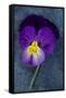 Close Up of Single Purple Mauve and Yellow Flower of Pansy or Viola Tricolor Lying-Den Reader-Framed Stretched Canvas