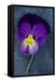 Close Up of Single Purple Mauve and Yellow Flower of Pansy or Viola Tricolor Lying-Den Reader-Framed Stretched Canvas