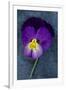 Close Up of Single Purple Mauve and Yellow Flower of Pansy or Viola Tricolor Lying-Den Reader-Framed Photographic Print