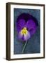 Close Up of Single Purple Mauve and Yellow Flower of Pansy or Viola Tricolor Lying-Den Reader-Framed Photographic Print