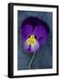 Close Up of Single Purple Mauve and Yellow Flower of Pansy or Viola Tricolor Lying-Den Reader-Framed Photographic Print