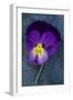 Close Up of Single Purple Mauve and Yellow Flower of Pansy or Viola Tricolor Lying-Den Reader-Framed Photographic Print