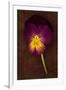 Close Up of Single Purple Mauve and Yellow Flower of Pansy or Viola Tricolor Lying-Den Reader-Framed Photographic Print