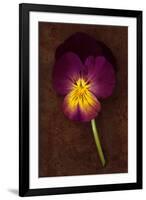 Close Up of Single Purple Mauve and Yellow Flower of Pansy or Viola Tricolor Lying-Den Reader-Framed Photographic Print