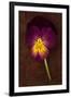 Close Up of Single Purple Mauve and Yellow Flower of Pansy or Viola Tricolor Lying-Den Reader-Framed Photographic Print