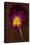Close Up of Single Purple Mauve and Yellow Flower of Pansy or Viola Tricolor Lying-Den Reader-Stretched Canvas
