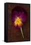 Close Up of Single Purple Mauve and Yellow Flower of Pansy or Viola Tricolor Lying-Den Reader-Framed Stretched Canvas