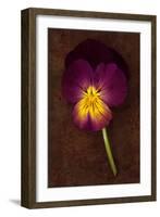 Close Up of Single Purple Mauve and Yellow Flower of Pansy or Viola Tricolor Lying-Den Reader-Framed Photographic Print